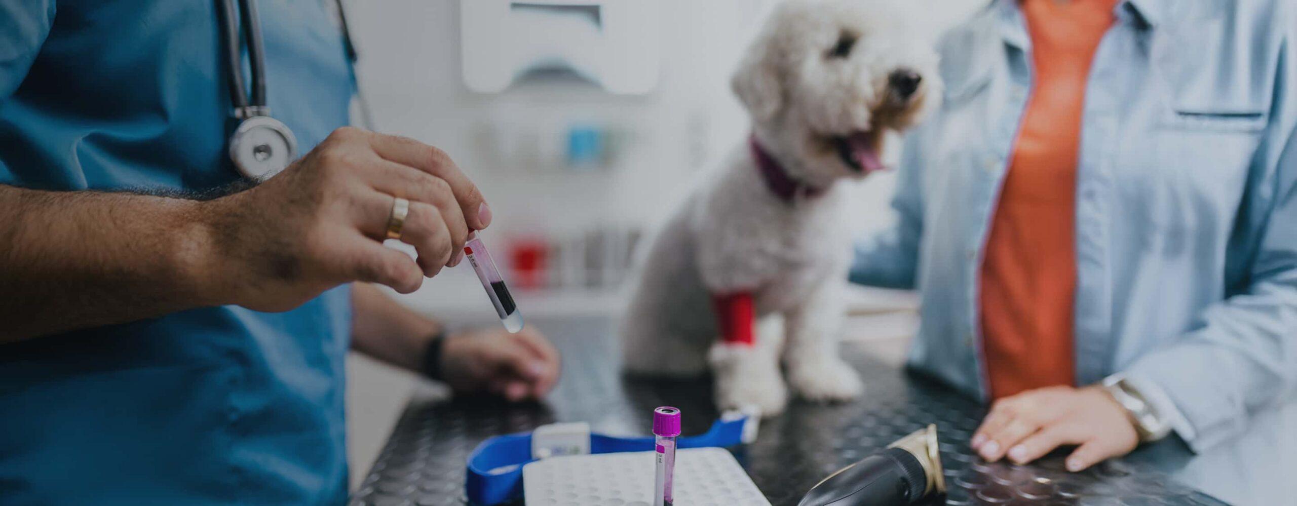 Dog on table getting blood work.